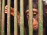 Western Chimpanzee (<em>Pan troglodytes verus</em>) juv., Abidjan Zoo, CÔTE D’IVOIRE (IVORY COAST)